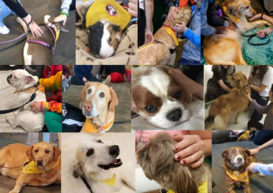 Therapy Dog photo collage